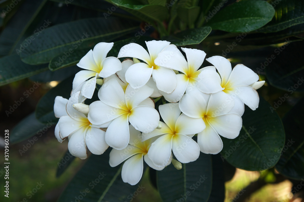 White plumeria flowers blooming in the garden