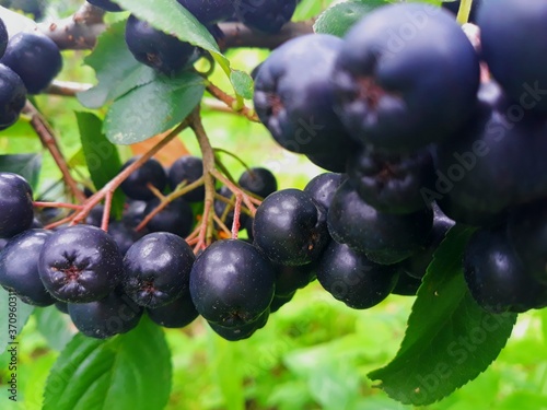 aronia berries on the branch