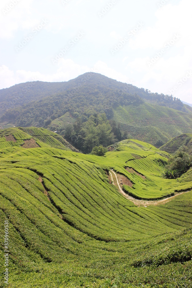 Green hilly valley made of tea plantation in the Cameron Highlands in Malaysia
