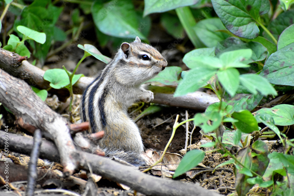 Fototapeta premium シマリス
