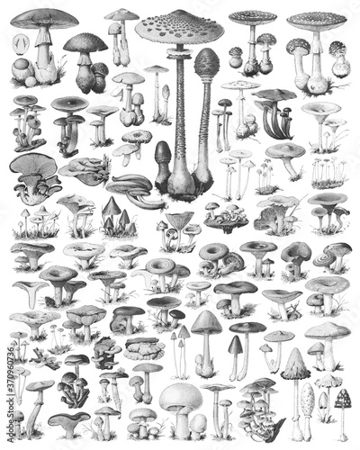 Murais de parede Mushroom and toadstool collection - vintage engraved illustration from Adolphe P