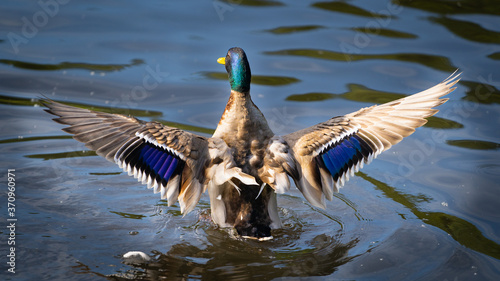 A Mallard Duck flapping its wings