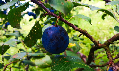 One ripe plum on a branch. Beautiful blue plum on the branch