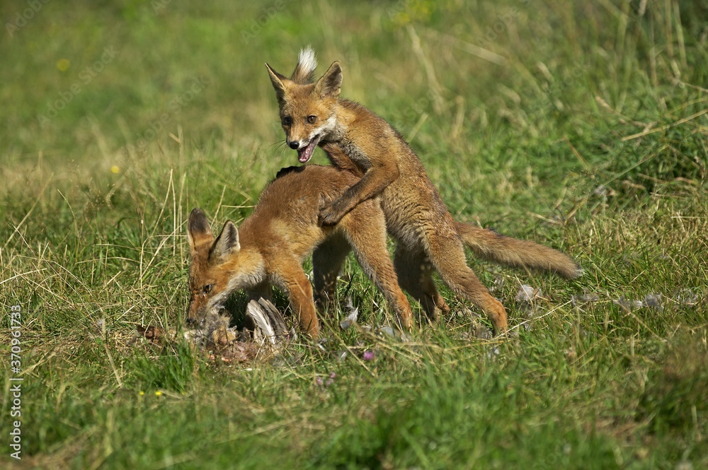 Red Fox, vulpes vulpes, Adults with a Kill, a Partridge, Excitement around the Prey, Normandy