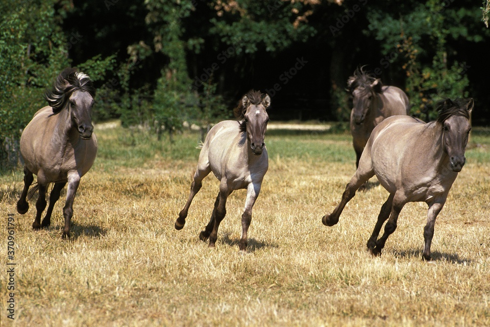 Tarpan Horses, equus caballus gmelini, Herd Galloping Tarpan Horses, equus caballus gmelini, Herd Galloping