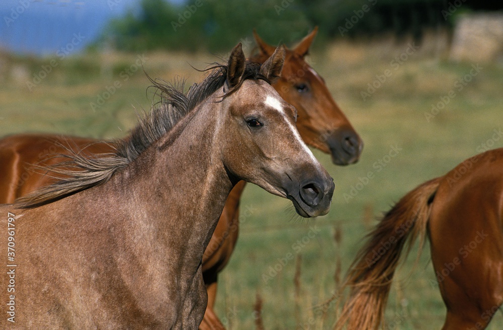 Obraz premium Arabian Horse, Herd standing in Meadow