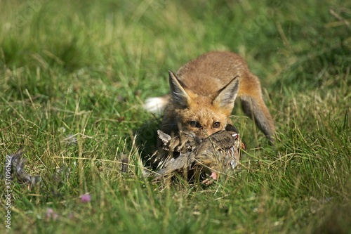 Red Fox, vulpes vulpes, Adult with a Kill, a Partridge, Normandy photo