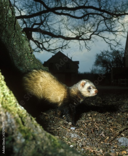 Cuadro en lienzo European Polecat, mustela putorius, Adult standing near House at Night