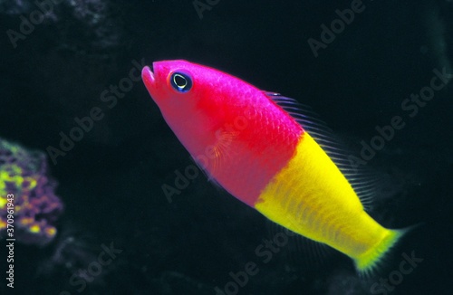 Royal Dottyback, pseudochromis paccagnellae photo