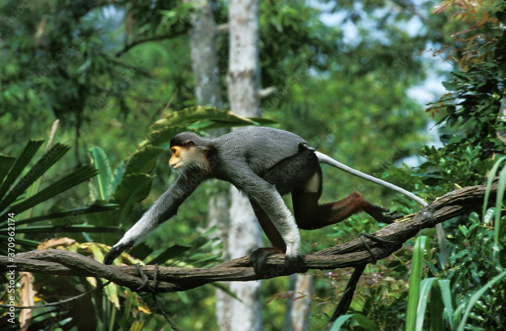 Fototapeta premium Red-Shanked Douc Monkey, pygathrix nemaeus nemaeus, Adult walking on Liana