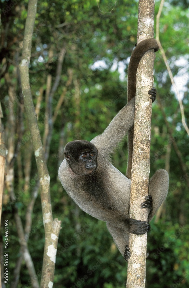 Naklejka premium Colombian Wolly Monkey, lagothrix lagothricha lugens, Adult Hanging from Branch