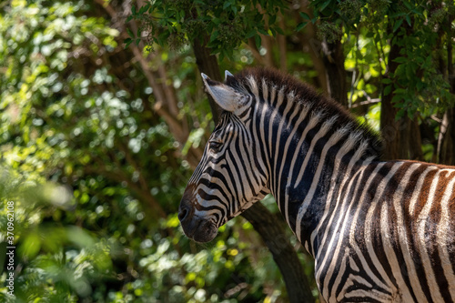 A plains zebra (Equus burchelli) standing in grassland © popovj2