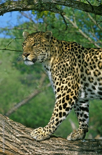 Leopard, panthera pardus, Adult standing on Branch, Kenya