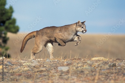 Fototapeta Naklejka Na Ścianę i Meble -  Cougar, puma concolor, Adult running, Montana