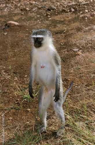 Vervet Monkey, cercopithecus aethiops, Femelle standing on Hind Legs, Kruger Park in South Africa