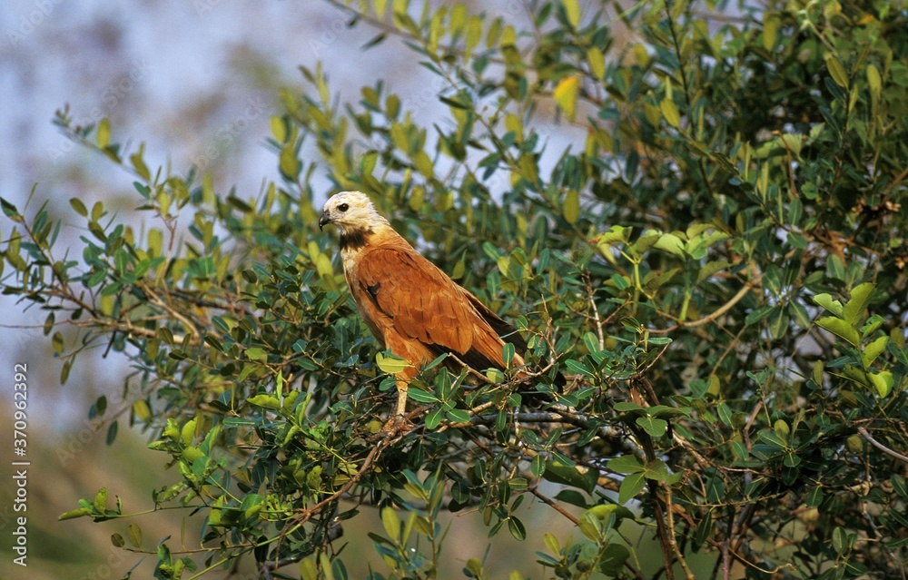 Black-Collared Hawk, busarellus nigricollis, Adult standing in Tree, Pantanal in Brazil Black-Collared Hawk, busarellus nigricollis, Adult standing in Tree, Pantanal in Brazil