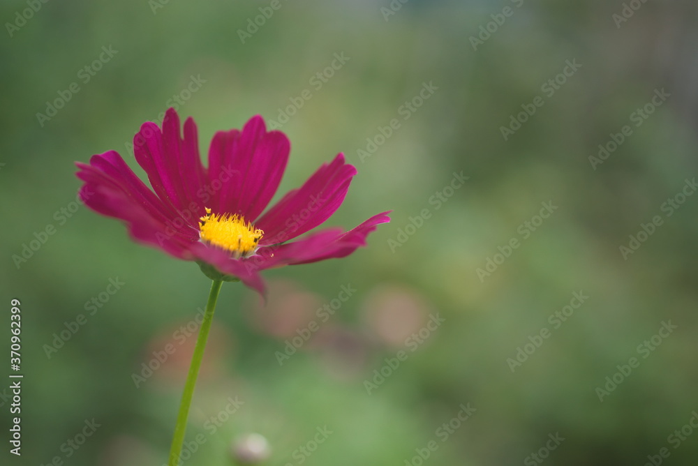 Fototapeta premium 秋桜 