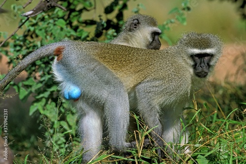 Tableau sur toile Vervet Monkey, cercopithecus aethiops, Pair standing on Branch, Kruger Park in S