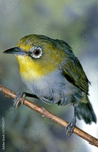 Photography Indian White-Eye Zosterops, zosterops palpebrosa, Adult standing on Branch