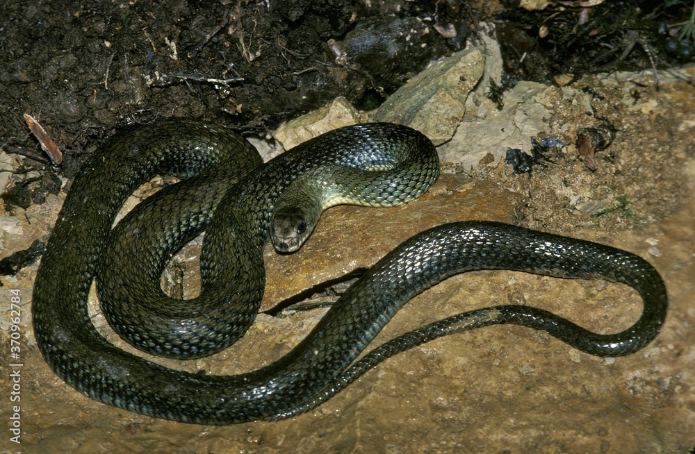 Montpellier Snake, malpolon monspessulanus, Adult Montpellier Snake, malpolon monspessulanus, Adult