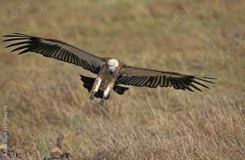 African White Backed Vulture, gyps africanus, Adult in Flight, Masai Mara Park in Kenya