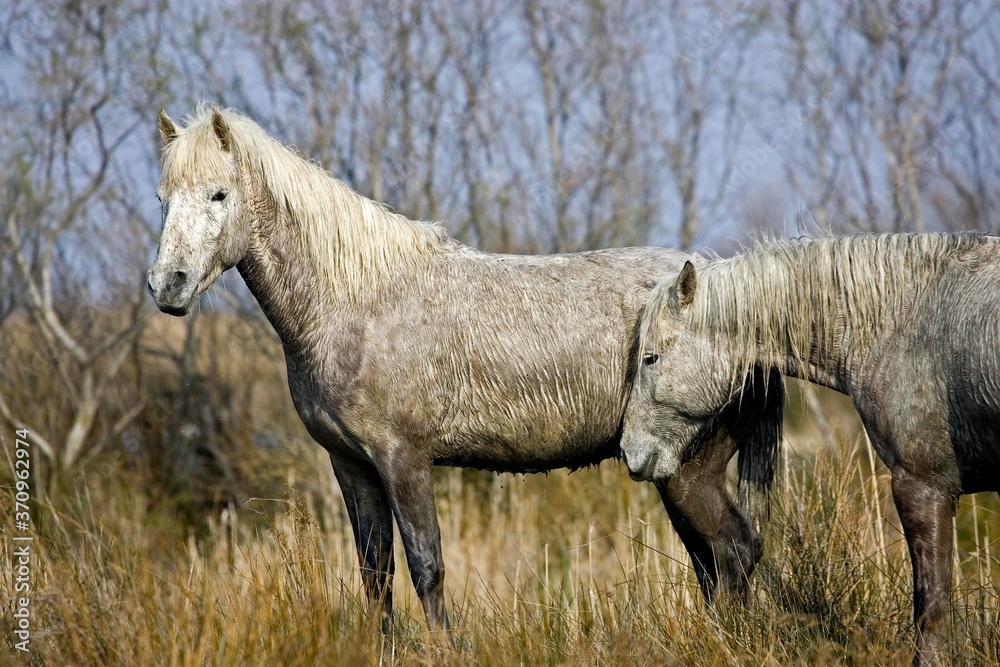 Obraz premium Camargue Horse, Horses standing in Swamp, Saintes Marie de la Mer in South East of France