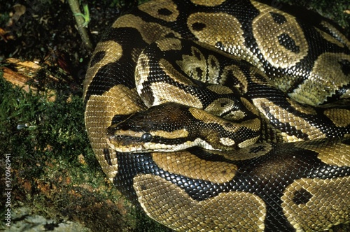 Royal Python, python regius, Adult photo