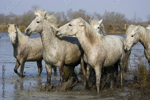 Camargue Horse  Herd standing in Swamp  Saintes Marie de la Mer in South East of France