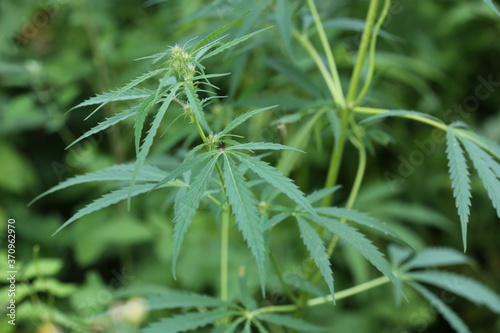 The marijuana plant and leave