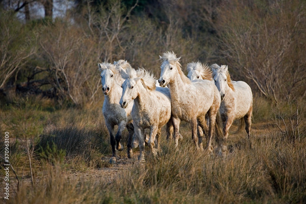 Camargue Horse, Herd standing in Swamp, Saintes Marie de la Mer in South East of France Camargue Horse, Herd standing in Swamp, Saintes Marie de la Mer in South East of France
