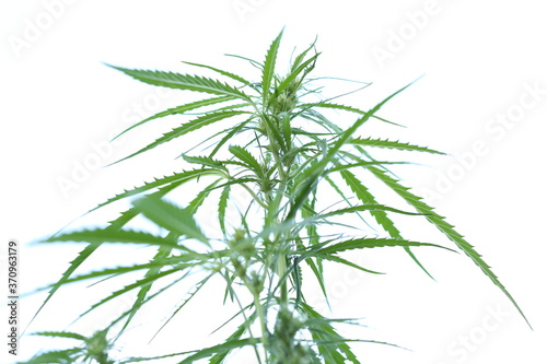 Fototapeta Naklejka Na Ścianę i Meble -  The marijuana plant and leave