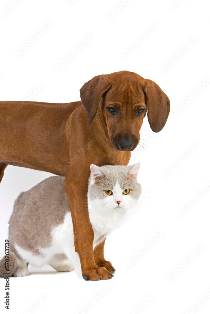 Male Lilac and White British Shorthair Domestic Cat with a Rhodesian Ridgeback 3 Months old Puppy Male Lilac and White British Shorthair Domestic Cat with a Rhodesian Ridgeback 3 Months old Puppy