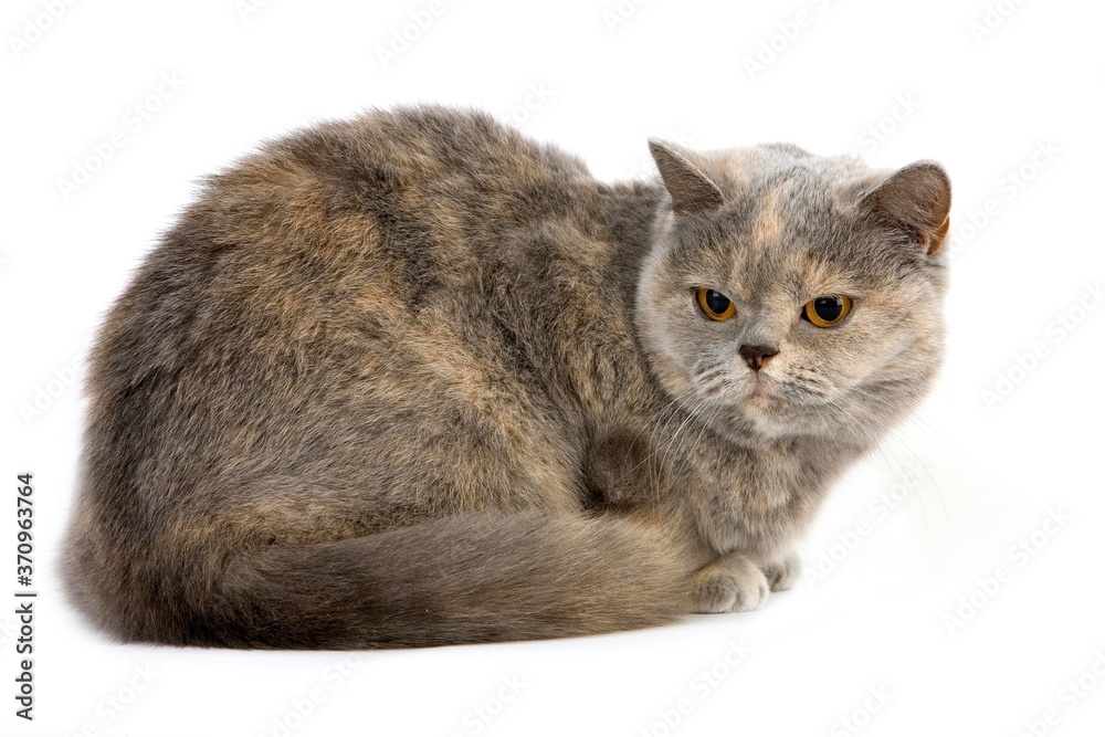 Blue Cream British Shorthair Domestic Cat, Female laying against White Background