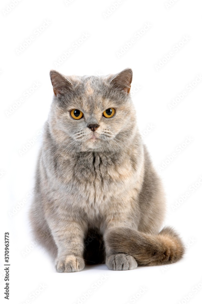Blue Cream British Shorthair Domestic Cat, Female sitting against White Background