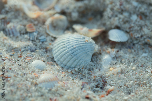 Seashells on the sea sand