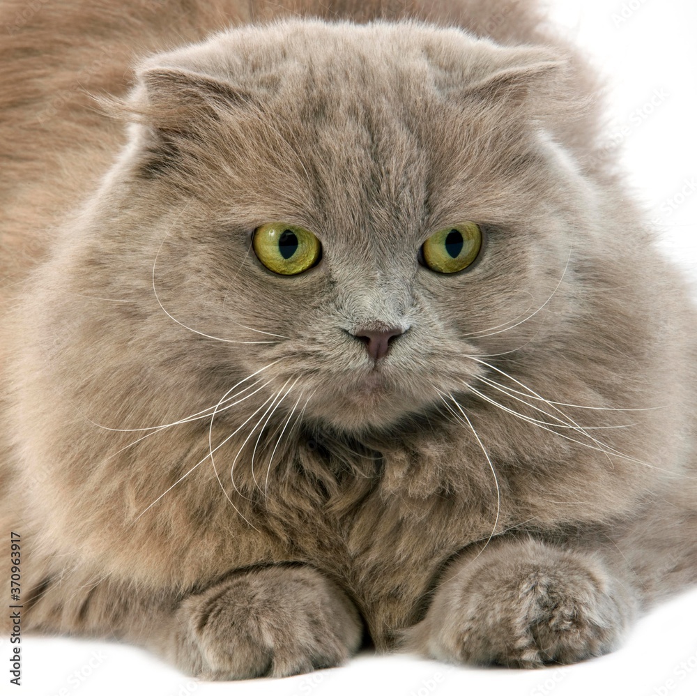 Lilac Self Highland Fold or Lilac Self Scottish Fold Longhair Domestic Cat, Female laying against White Background