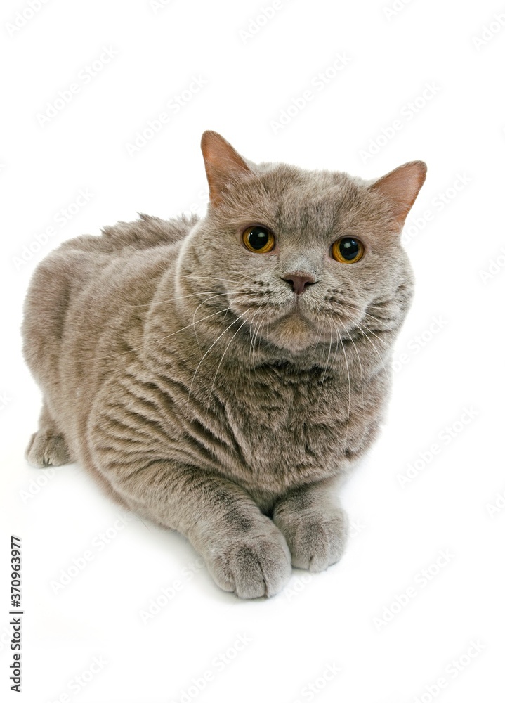 Lilac Self British Shorthair Domestic Cat, Female laying against White Background