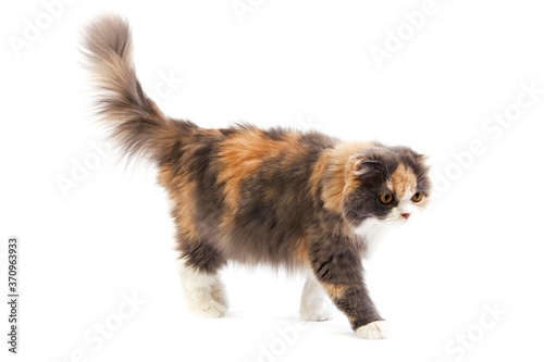 Blue Cream and White Highland Fold Domestic Cat, Female walking against White Background