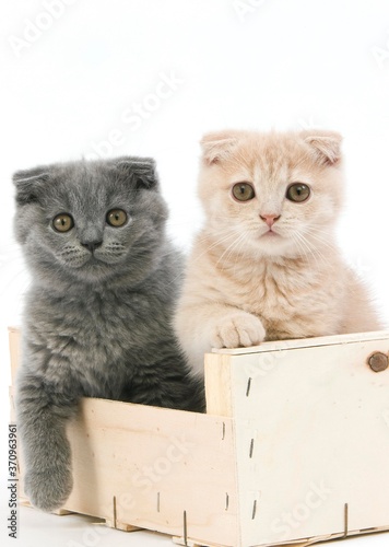 Cream Scottish Fold and Blue Scottish Fold Domestic Cat, 2 months old Kittens playing in Crateful against White Background