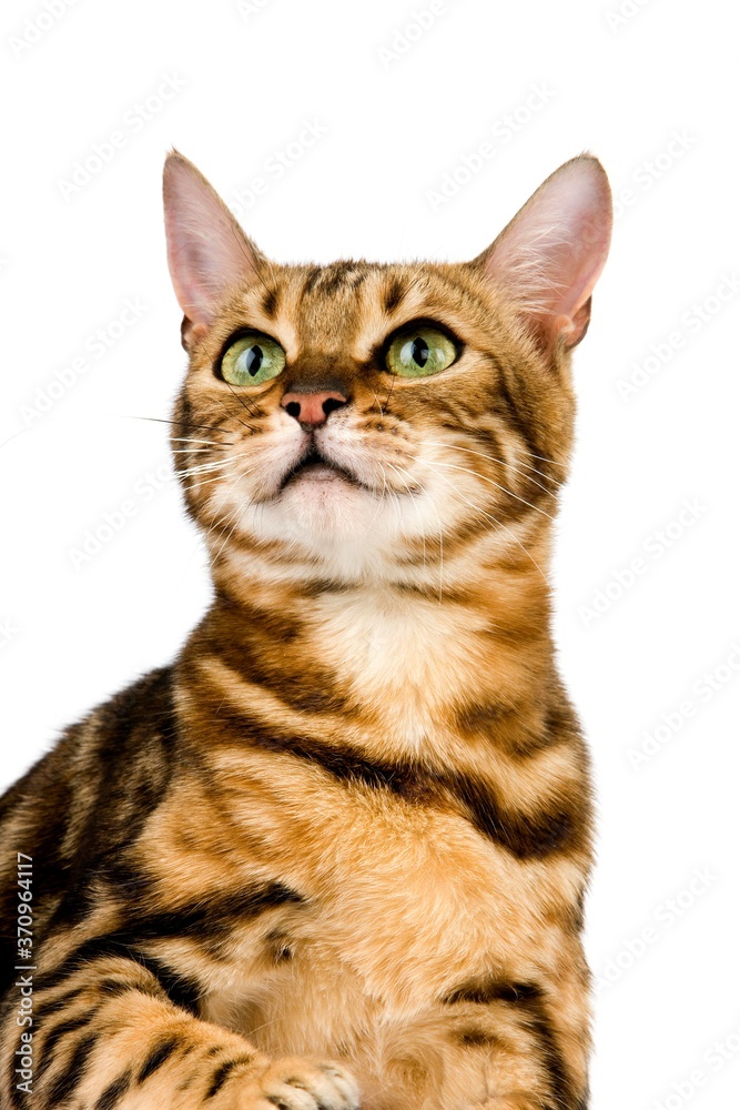 Brown Marbled Tabby Bengal Domestic Cat, Portrait of Adult against White Background Brown Marbled Tabby Bengal Domestic Cat, Portrait of Adult against White Background