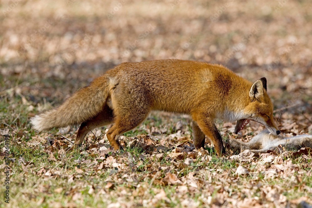 Red Fox, vulpes vulpes, Male hunting Wild Rabbit, Normandy