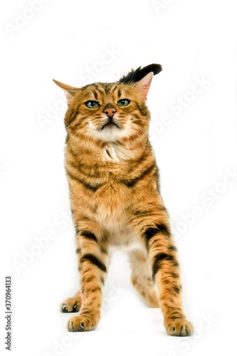 Brown Spotted Tabby Bengal Domestic Cat, Adult with a Funny Face against White Background
