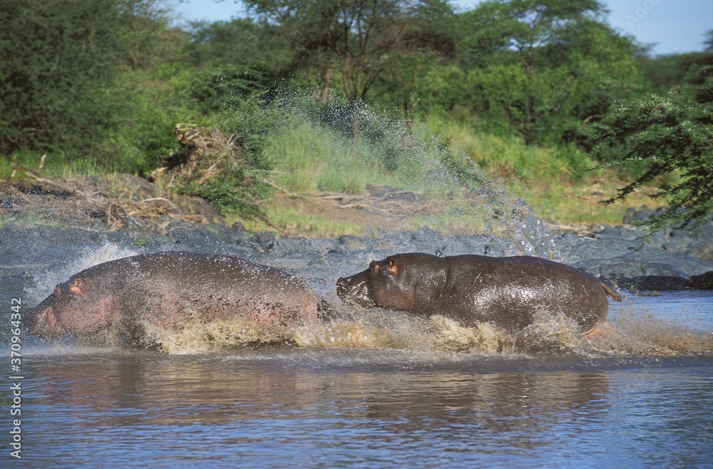Hippopotamus, hippopotamus amphibius, Adults running in Mara River, Masai Mara Park in Kenya Hippopotamus, hippopotamus amphibius, Adults running in Mara River, Masai Mara Park in Kenya