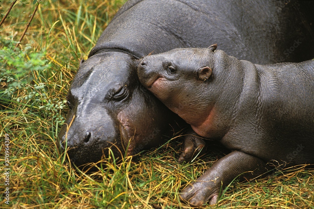 Pygmy Hippopotamus, choeropsis liberiensis, Female with Young Sleeping Pygmy Hippopotamus, choeropsis liberiensis, Female with Young Sleeping