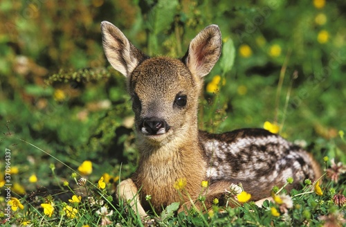 Roe Deer, capreolus capreolus, Fawn laying in Flowers, Normandy photo