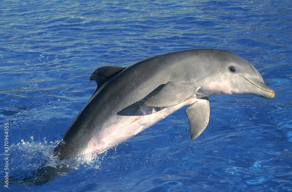 Naklejka premium Bottlenose Dolphin, tursiops truncatus, Adult Jumping