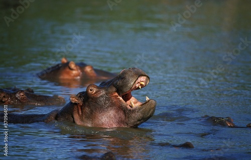 Hippopotamus, hippopotamus amphibius, Adult yawning in Mara River, Masai Mara Park in Kenya