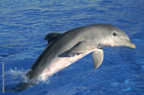 Bottlenose Dolphin, tursiops truncatus, Adult Jumping © slowmotiongli