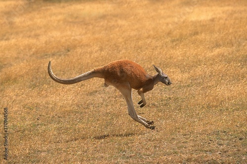 Bilde på lerret Red Kangaroo, macropus rufus, Adult running, Australia