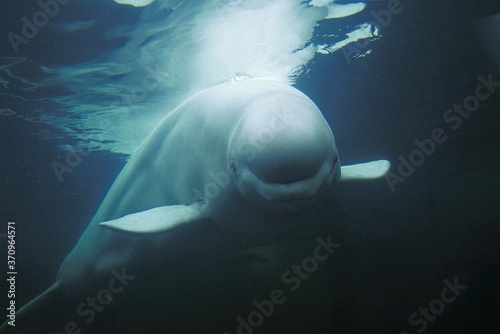 Foto Beluga Whale or White Whale, delphinapterus leucas, Adult, Underwater View